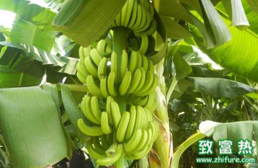 香蕉的營養價值和功效 哪些人不適合或者不能吃香蕉