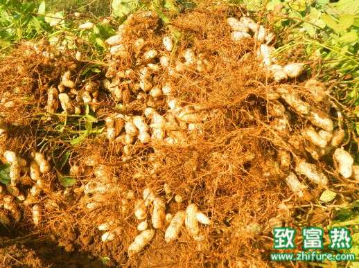 玉米改花生，還真是改對了