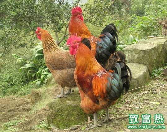 冬季4種需要防控的雞病的診斷和防治方法