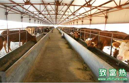 肉牛養殖小區應遵循的四個原則