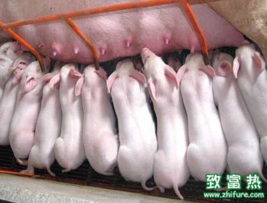 仔豬、育肥豬都需要打哪些疫苗