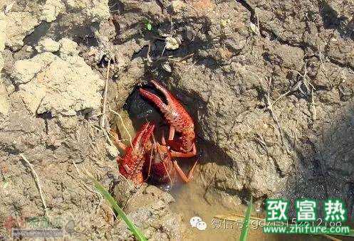 河蟹養殖戶清塘是為明年更好的養殖，不能亂用清塘藥