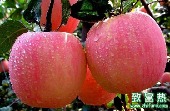 蘋果的營養(yǎng)價值 市場上的蘋果有些為什么特別光鮮