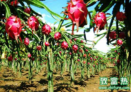 火龍果的營養價值和功效 如何挑選火龍果