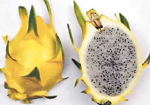 火龍果的營養價值和功效 如何挑選火龍果