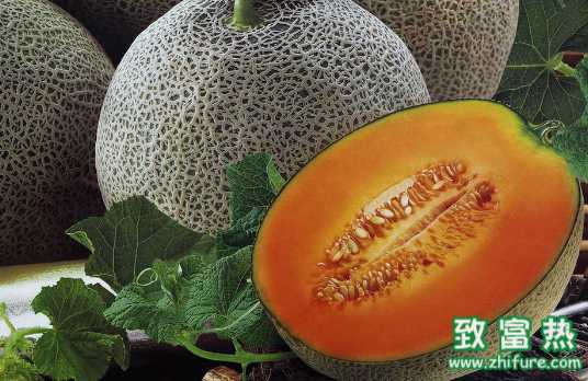 哈密瓜的營(yíng)養(yǎng)價(jià)值 如何挑選哈密瓜