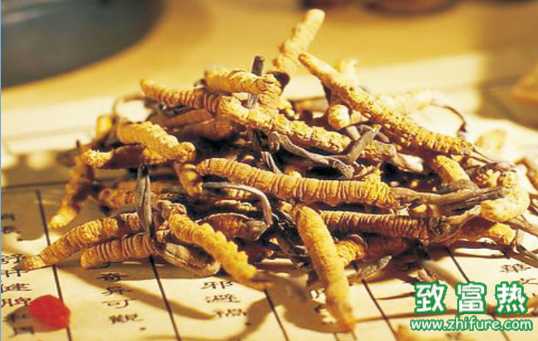 冬蟲夏草的營養(yǎng)和藥用價值 冬蟲夏草的最佳服用方法