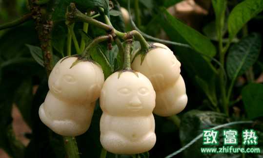 人參果的營(yíng)養(yǎng)價(jià)值和功效 如何挑選人參果