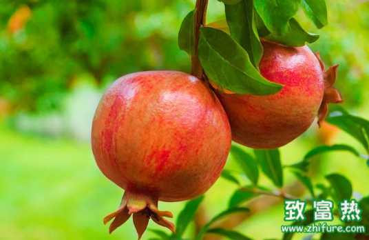石榴的營養價值和功效 石榴的挑選方法