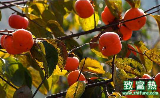 柿子的營養價值和功效 柿子的挑選方法