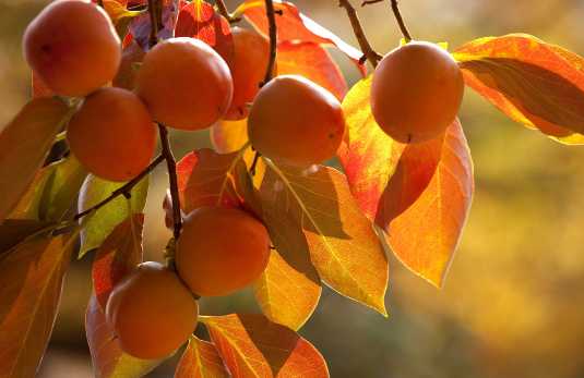 柿子的營養價值和功效 柿子的挑選方法