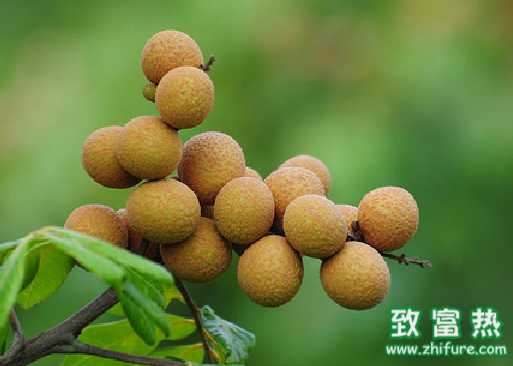龍眼的營養(yǎng)價值和功效 桂圓的價值與功效
