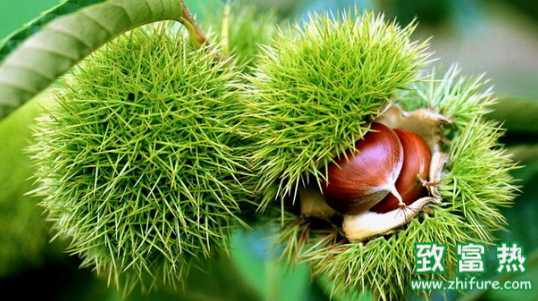 板栗的營養價值和功效 吃栗子應該注意什么