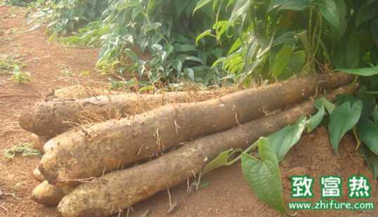 山藥的營養價值和藥用功效 山藥可以和什么食材進行搭配食用