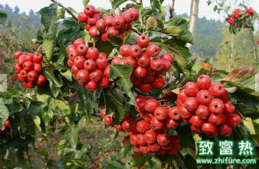 山楂的營養價值和功效 孕婦可以吃山楂嗎