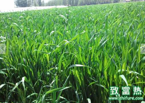 韭菜的營養價值和功效 韭菜的食用方法