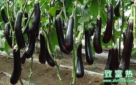 茄子的營養(yǎng)價值和功效 如何挑選新鮮的茄子