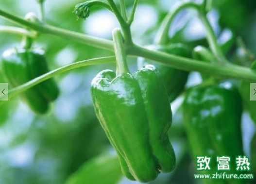 辣椒的營養價值和功效 辣椒辣手后如何處理