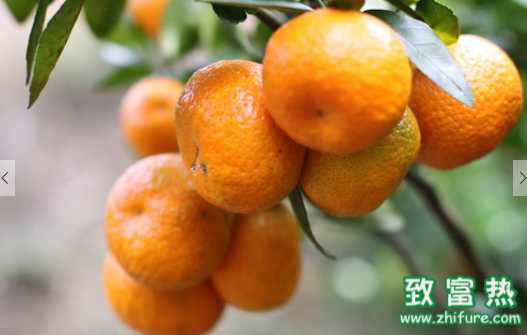 沙糖桔的營養價值和功效 砂糖桔和沙糖桔的區別在哪