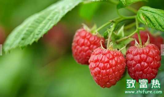 樹莓的營養價值和功效 樹莓果醬的做法