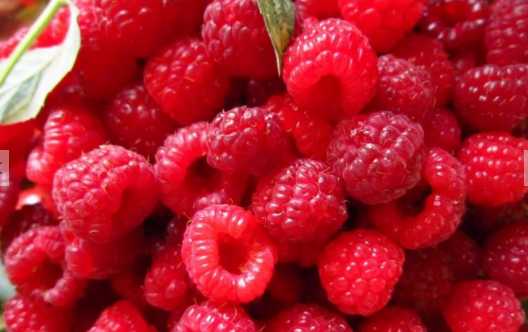 樹莓的營養價值和功效 樹莓果醬的做法