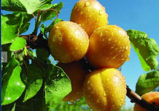 杏樹以及果實的營養價值和功效