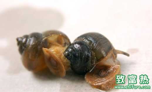 田螺的營養價值和功效 田螺的食用方法