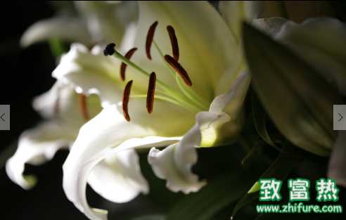 不適合放在臥室的花和盆栽