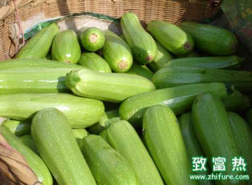 冬棚西葫蘆怎么養