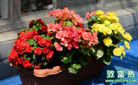 室內放盆栽需要注意什么 哪些盆栽有助于改善室內空氣