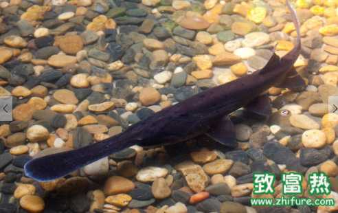 鴨嘴魚的營養(yǎng)價值 鴨嘴魚的飼養(yǎng)方法