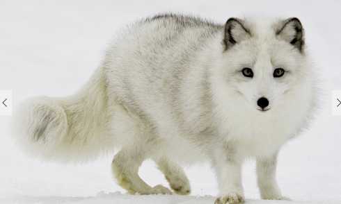 狐貍屬于國家保護(hù)動物嗎 狐貍皮的用處