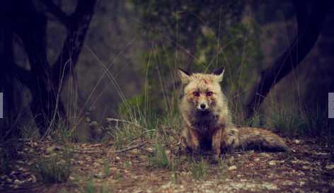狐貍屬于國家保護(hù)動物嗎 狐貍皮的用處