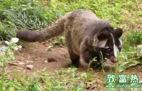 果子貍的營養(yǎng)價(jià)值和功效 果子貍是國家保護(hù)動(dòng)物嗎