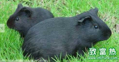 黑豚肉的營養價值 黑豚的生活習性