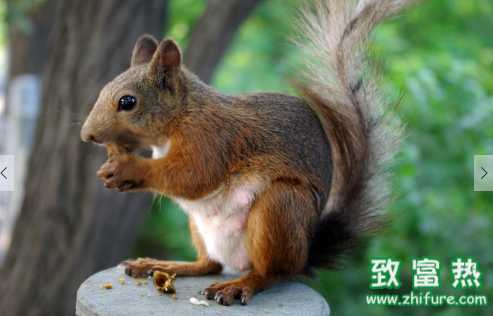 松鼠的營養(yǎng)價值 松鼠尾巴有什么作用