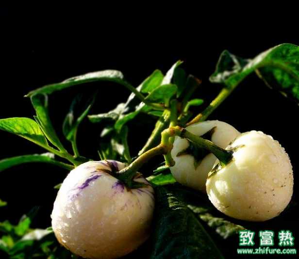 人參果能不能吃，怎么吃最好？