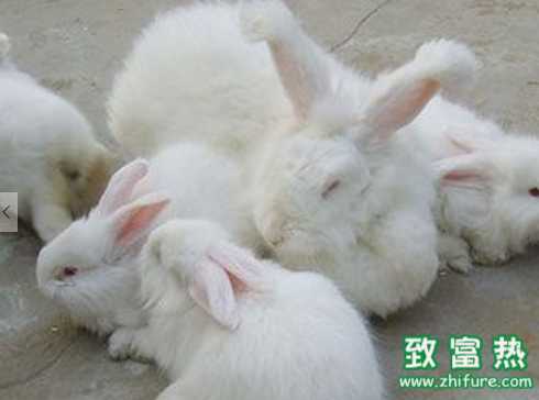 長毛兔的選購方法 如何抓住長毛兔