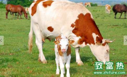 中國荷斯坦奶牛 牛奶是不是越白越好