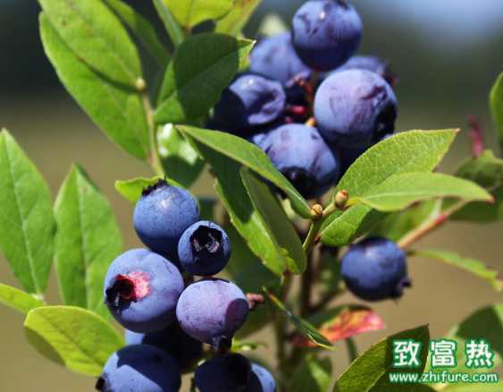 吃藍(lán)莓的好處是什么，多吃藍(lán)莓能改善視力嗎？