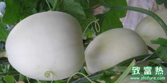 吃甜瓜要去皮嗎？吃甜瓜會不會上火？