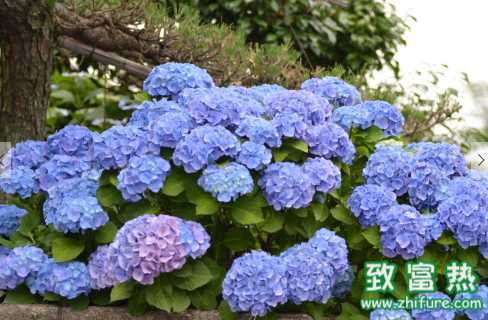 八仙花的觀賞價值 八仙花的花期是多久