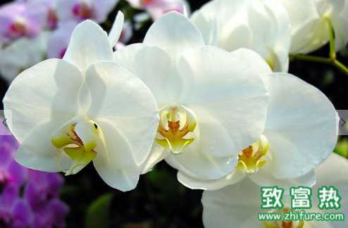 蘭花的功效與作用 種養蘭花需要注意什么