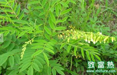 苦參的用法和禁忌 苦參的主要功效