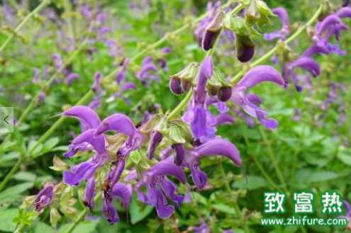 丹參的功效 丹參的食用方法和禁忌