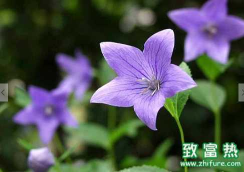 桔梗的營養價值和功效 桔梗的選購方法