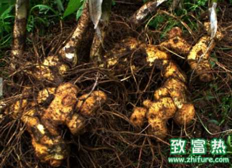 黃精的主要用法和用量 黃精燉豬肉的做法