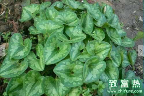 細辛的功效與作用 細辛如何采摘