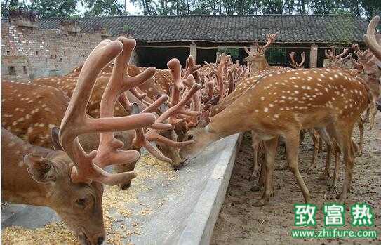 2017養鹿賺錢嗎？2017養鹿前景及市場價格行情分析