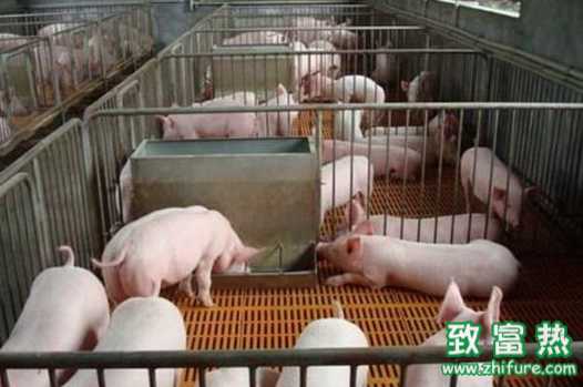 節本增效飼料生產技術